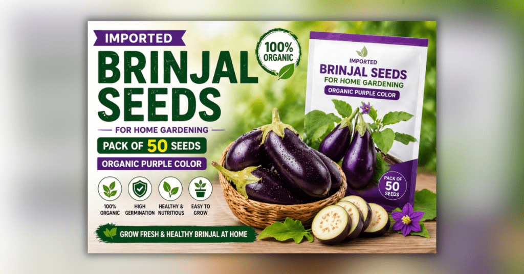 Imported Brinjal Seeds for Home Gardening – organic purple eggplant seeds for easy home growing